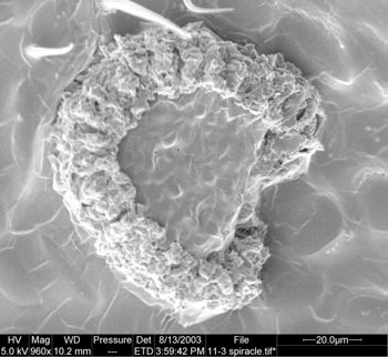 Media type: image;   Invertebrate Zoology 134647